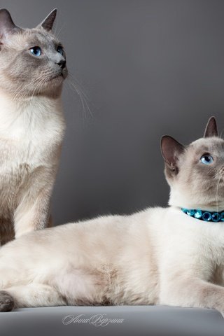 Обои фон, кот, парочка, кошки, тайский кот, тайская кошка, background, cat, a couple, cats разрешение 1920x1080 Загрузить