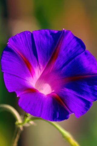 Обои цветок, вьюнок, ипомея, flower, bindweed, morning glory разрешение 5184x3456 Загрузить