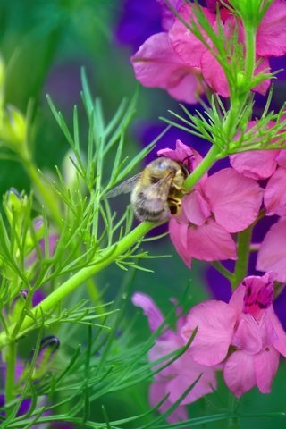 Обои насекомое, цветок, стебель, пчела, дельфиниум, insect, flower, stem, bee, delphinium разрешение 5184x3456 Загрузить