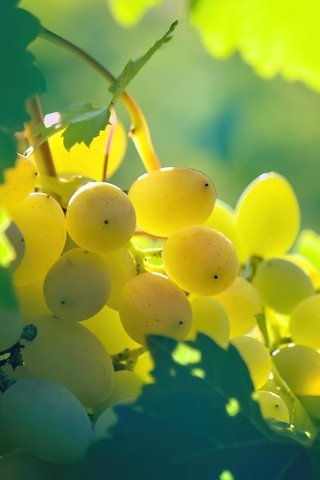 Обои природа, макро, виноград, лоза, nature, macro, grapes, vine разрешение 5184x3456 Загрузить