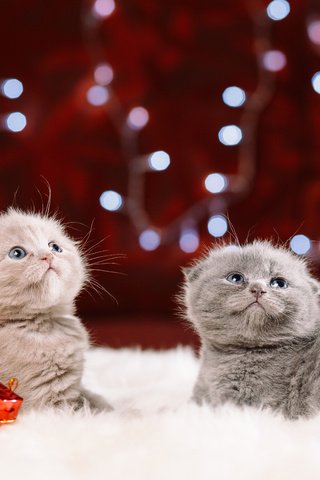 Обои кот, взгляд, малыши, котята, мех, шотландская вислоухая кошка, cat, look, kids, kittens, fur, scottish fold cat разрешение 5643x3762 Загрузить