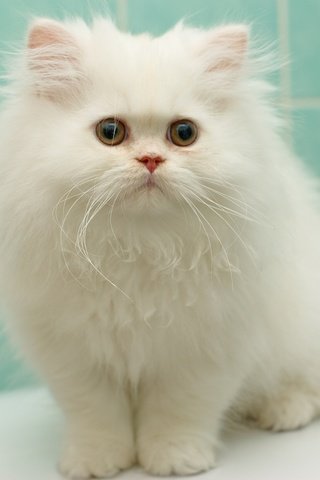 Обои котенок, пушистый, белый, перс, персидская кошка, kitty, fluffy, white, pers, persian cat разрешение 2048x1371 Загрузить