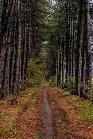 Обои дорога, деревья, дорожка, осень, тропинка, сосна, road, trees, track, autumn, path, pine разрешение 3840x2160 Загрузить
