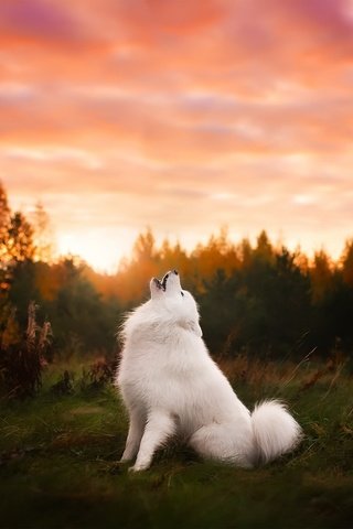 Обои природа, закат, собака, друг, самоед, самоедская лайка, nature, sunset, dog, each, samoyed, samoyed husky разрешение 2048x1365 Загрузить