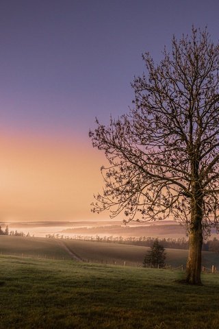 Обои небо, дерево, закат, поле, горизонт, the sky, tree, sunset, field, horizon разрешение 2048x1365 Загрузить