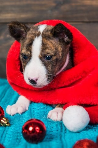 Обои щенок, мордашка, новогодние украшения, питбультерьер, питбуль, puppy, face, christmas decorations, pit bull terrier, pit bull разрешение 2000x1335 Загрузить