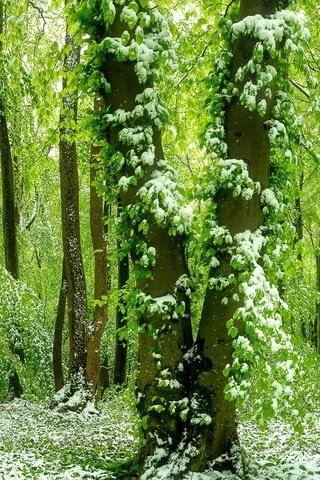 Обои лес, зелёный, красивый, покрыт, ранним, снегом, forest, green, beautiful разрешение 1920x1080 Загрузить