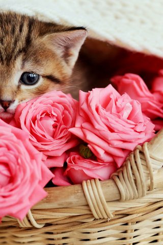 Обои цветы, кот, розы, кошка, котенок, розовые, малыш, корзинка, flowers, cat, roses, kitty, pink, baby, basket разрешение 5760x3821 Загрузить