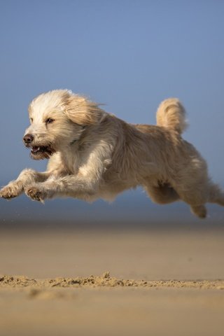 Обои небо, песок, мордочка, взгляд, собака, бег, лапки, the sky, sand, muzzle, look, dog, running, legs разрешение 2701x1707 Загрузить