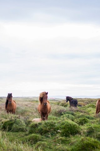 Обои лошади, пастбище, horse, pasture разрешение 6016x4016 Загрузить