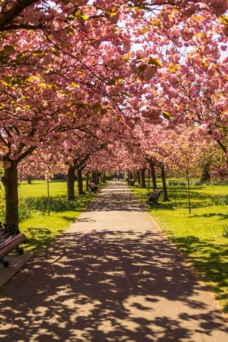 Обои цветение, парк, тень, весна, скамейка, солнечный свет, flowering, park, shadow, spring, bench, sunlight разрешение 6000x4000 Загрузить