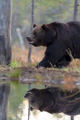 Обои берег, лес, отражение, медведь, водоем, прогулка, бурый, shore, forest, reflection, bear, pond, walk, brown разрешение 5568x3712 Загрузить