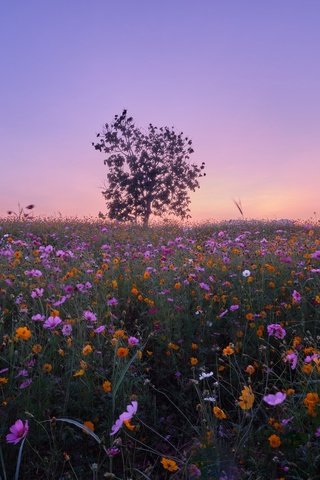 Обои цветы, дерево, луг, тайланд, космея, flowers, tree, meadow, thailand, kosmeya разрешение 2048x1365 Загрузить