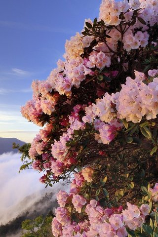 Обои цветы, горы, туман, кусты, розовые, азалия, рододендроны, flowers, mountains, fog, the bushes, pink, azalea, rhododendrons разрешение 3071x2050 Загрузить