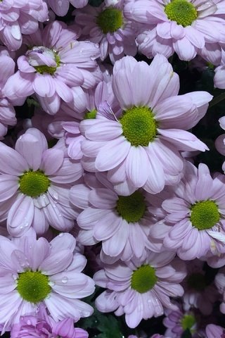 Обои цветы, капли, куст, много, хризантемы, сиреневые, flowers, drops, bush, a lot, chrysanthemum, lilac разрешение 2880x2160 Загрузить