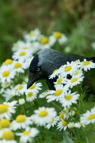 Обои цветы, лето, птица, ромашки, боке, галка, flowers, summer, bird, chamomile, bokeh, jackdaw разрешение 5120x3413 Загрузить