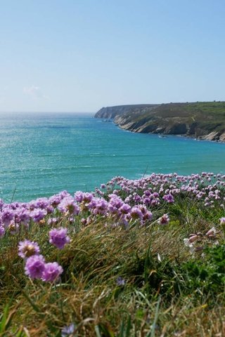 Обои цветы, море, побережье, франци, бретань, flowers, sea, coast, france, brittany разрешение 1920x1080 Загрузить