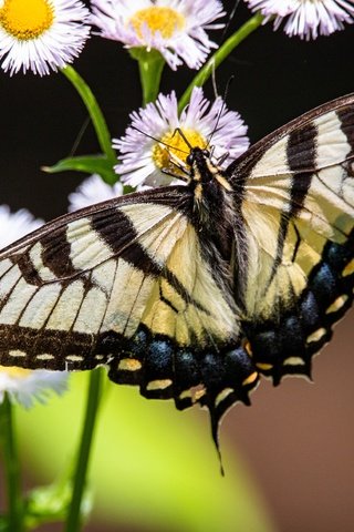 Обои цветы, природа, макро, насекомое, бабочка, темный фон, боке, махаон, flowers, nature, macro, insect, butterfly, the dark background, bokeh, swallowtail разрешение 3500x2333 Загрузить