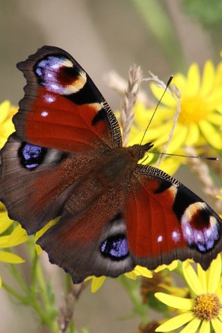 Обои цветы, природа, макро, насекомое, бабочка, желтые, боке, flowers, nature, macro, insect, butterfly, yellow, bokeh разрешение 3840x2160 Загрузить