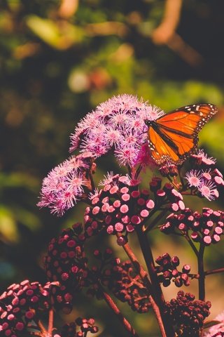 Обои цветы, природа, макро, насекомое, лето, бабочка, боке, flowers, nature, macro, insect, summer, butterfly, bokeh разрешение 4800x3200 Загрузить