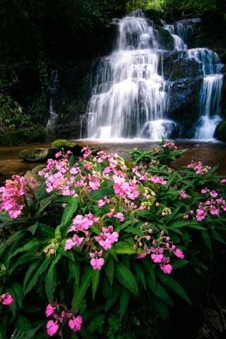 Обои цветы, река, водопад, тайланд, каскад, flowers, river, waterfall, thailand, cascade разрешение 4500x3000 Загрузить