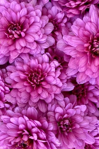 Обои цветы, розовые, много, хризантемы, flowers, pink, a lot, chrysanthemum разрешение 2880x2160 Загрузить