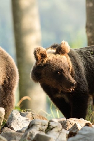 Обои деревья, камни, медведь, медведи, морды, медвежонок, медвежата, trees, stones, bear, bears, muzzle разрешение 3840x2560 Загрузить