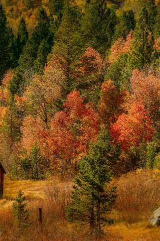 Обои деревья, лес, осень, домик, trees, forest, autumn, house разрешение 6144x2048 Загрузить