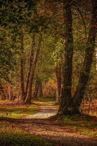 Обои деревья, лес, парк, листва, осень, тропинка, trees, forest, park, foliage, autumn, path разрешение 3840x2160 Загрузить