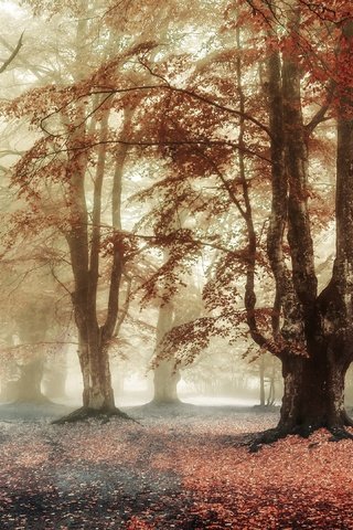 Обои деревья, лес, парк, туман, ветки, листва, осень, trees, forest, park, fog, branches, foliage, autumn разрешение 3840x2160 Загрузить