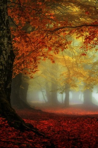 Обои деревья, лес, туман, листва, осень, листопад, краски осени, trees, forest, fog, foliage, autumn, falling leaves, the colors of autumn разрешение 3840x2160 Загрузить