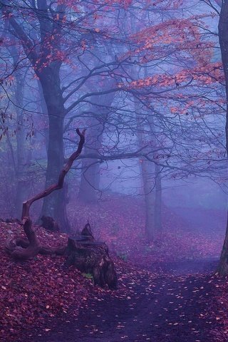 Обои деревья, лес, туман, осень, тропинка, trees, forest, fog, autumn, path разрешение 2500x1300 Загрузить