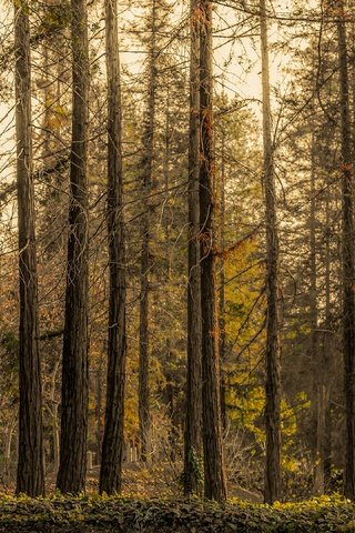 Обои деревья, лес, ветки, стволы, осень, сосны, сосновый, бор, trees, forest, branches, trunks, autumn, pine, bor разрешение 3840x2160 Загрузить
