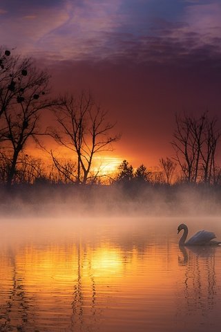 Обои деревья, озеро, природа, закат, пейзаж, туман, птица, лебедь, trees, lake, nature, sunset, landscape, fog, bird, swan разрешение 2200x1383 Загрузить