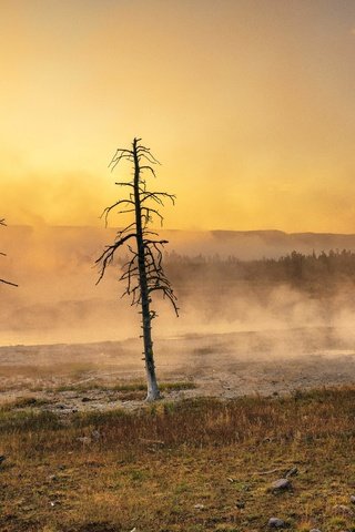 Обои деревья, природа, туман, trees, nature, fog разрешение 6144x4097 Загрузить