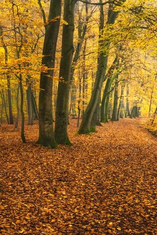 Обои деревья, река, парк, осень, германия, опавшая листва, trees, river, park, autumn, germany, fallen leaves разрешение 2048x1152 Загрузить