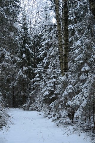 Обои деревья, снег, природа, лес, зима, тропа, trees, snow, nature, forest, winter, trail разрешение 5472x3648 Загрузить