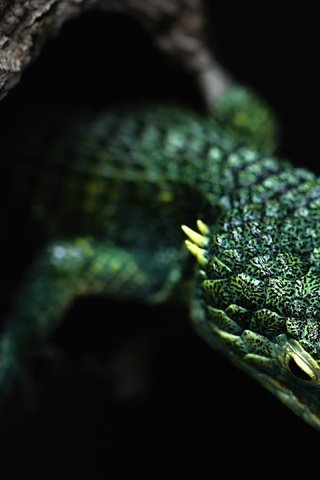 Обои дерево, ящерица, черный фон, зеленая, рептилия, дупло, tree, lizard, black background, green, reptile, the hollow разрешение 3840x2160 Загрузить