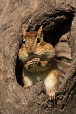 Обои дерево, мордашка, ствол, кора, бурундук, дупло, трапеза, tree, face, trunk, bark, chipmunk, the hollow, meal разрешение 3072x2104 Загрузить