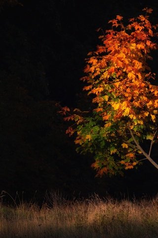 Обои дерево, поле, листва, осень, черный фон, клен, осенние листья, tree, field, foliage, autumn, black background, maple, autumn leaves разрешение 3840x2160 Загрузить