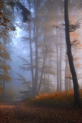 Обои дорога, деревья, лес, туман, осень, road, trees, forest, fog, autumn разрешение 1920x1080 Загрузить