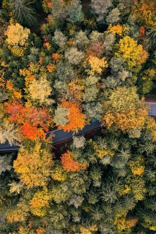 Обои дорога, лес, осень, road, forest, autumn разрешение 2048x1365 Загрузить