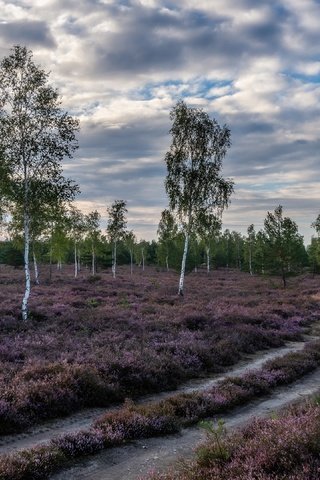 Обои дорога, природа, березы, road, nature, birch разрешение 3840x2160 Загрузить