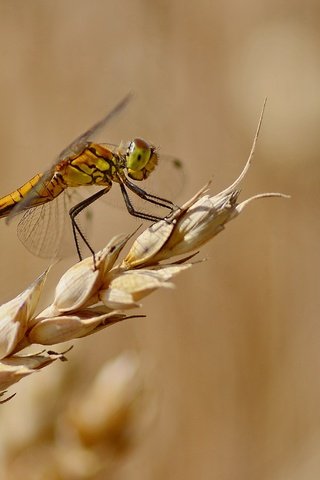 Обои фон, лето, стрекоза, колосок, background, summer, dragonfly, spike разрешение 4105x2737 Загрузить