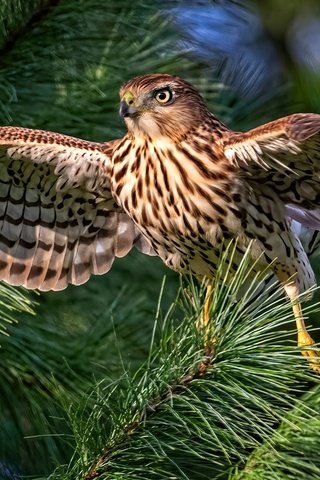 Обои хвоя, ветки, птица, сокол, боке, размах крыльев, needles, branches, bird, falcon, bokeh, wingspan разрешение 2000x1125 Загрузить