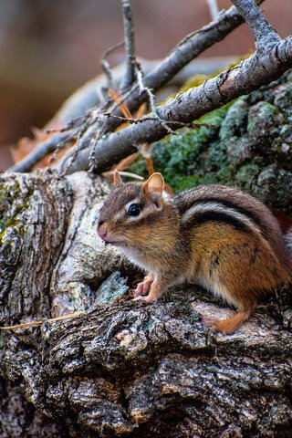 Обои коряга, пень, бурундук, грызун, snag, stump, chipmunk, rodent разрешение 2880x1920 Загрузить