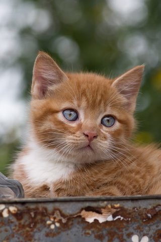 Обои кот, мордочка, кошка, взгляд, котенок, рыжий, ржавчина, таз, cat, muzzle, look, kitty, red, rust, taz разрешение 2000x1335 Загрузить