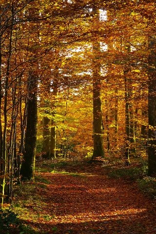 Обои лес, листва, осень, тропинка, forest, foliage, autumn, path разрешение 3840x2160 Загрузить