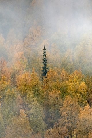 Обои лес, туман, осень, канада, юкон, forest, fog, autumn, canada, yukon разрешение 1920x1080 Загрузить