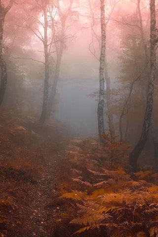 Обои лес, туман, forest, fog разрешение 3554x2267 Загрузить